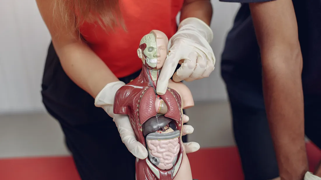 Síndrome de Nutcracker: 6 Sintomas do Pinçamento da Veia Renal Esquerda